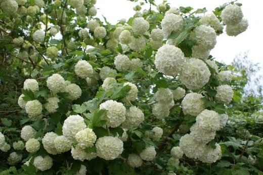 Калина обыкновенная «Бульденеж» (Guelder Rose)