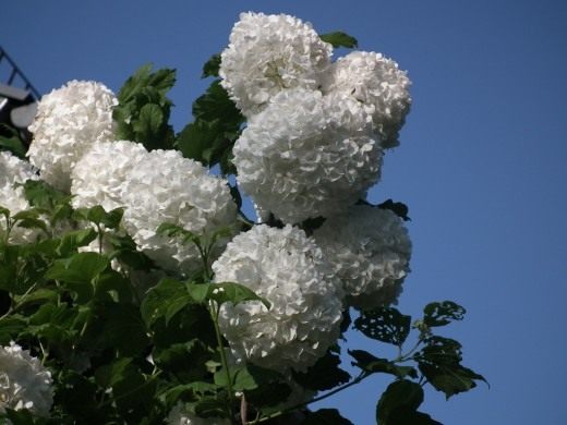 Калина обыкновенная «Бульденеж» (Guelder Rose)
