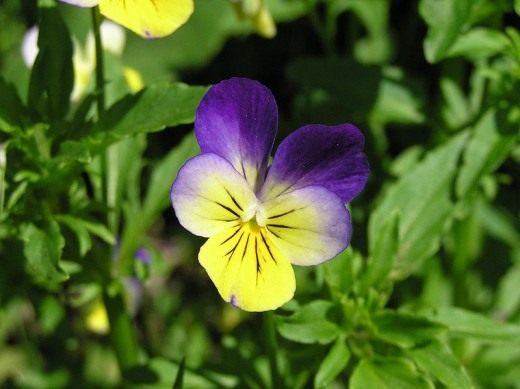 Фиалка трехцветная (Heartsease)