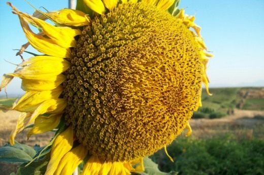 Подсолнечник (Sunflower)