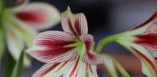 Гиппеаструм бабочка (Hippeastrum papilio)