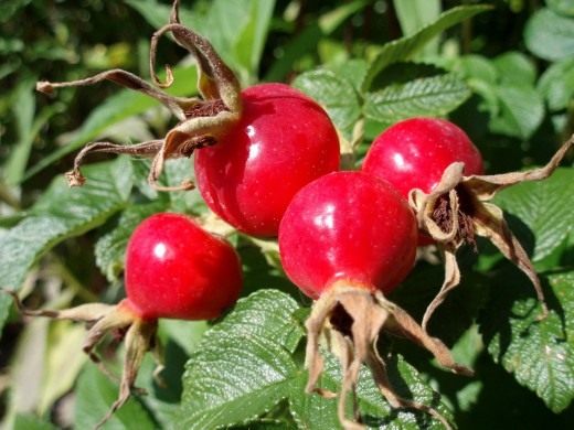 Плоды шиповника (Rose hips)
