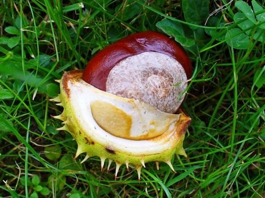 Конский каштан обыкновенный (Horse-chestnut)