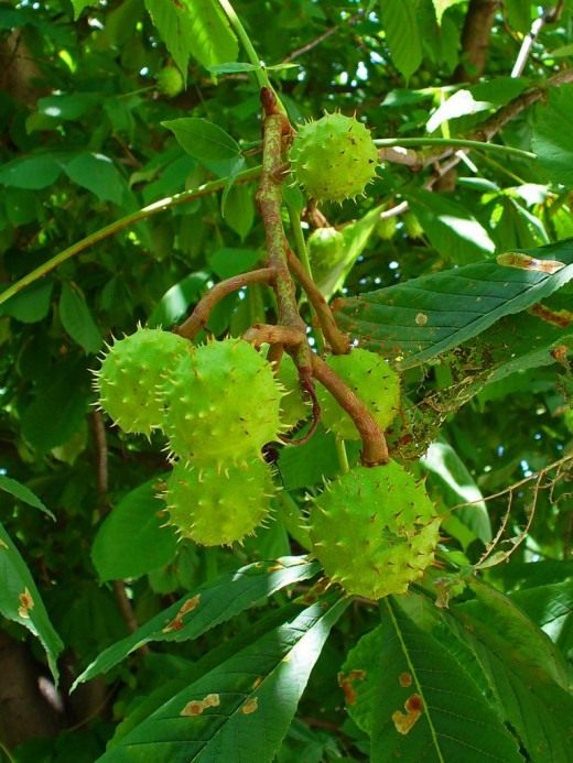 Конский каштан обыкновенный (Horse-chestnut)