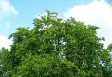 Конский каштан обыкновенный