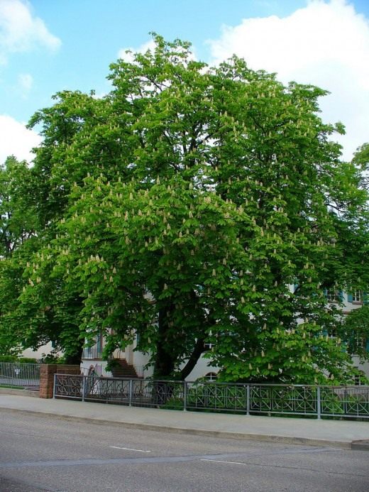Конский каштан обыкновенный (Horse-chestnut)