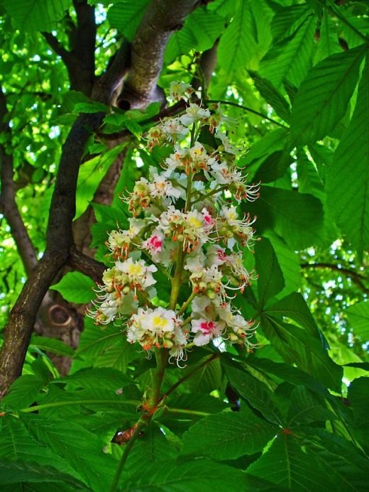 Конский каштан обыкновенный (Horse-chestnut)