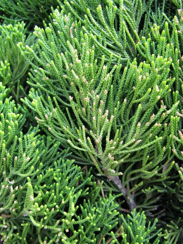 Можжевельник китайский (Juniperus chinensis) Можжевельник китайский (Juniperus chinensis)