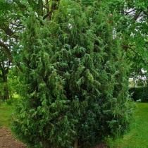 Можжевельник обыкновенный, или Верес (Juniperus communis)