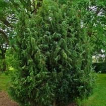 Можжевельник обыкновенный, или Верес (Juniperus communis) Можжевельник обыкновенный, или Верес (Juniperus communis)