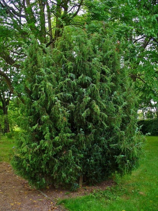 Можжевельник обыкновенный, или Верес (Juniperus communis) Можжевельник обыкновенный, или Верес (Juniperus communis)