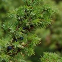 Можжевельник обыкновенный, или Верес (Juniperus communis)