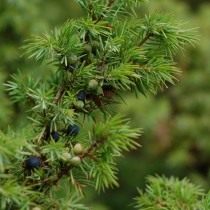 Можжевельник обыкновенный, или Верес (Juniperus communis) Можжевельник обыкновенный, или Верес (Juniperus communis)