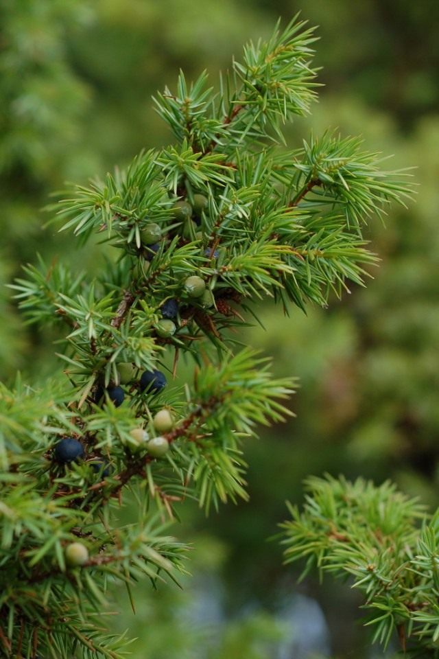 Можжевельник обыкновенный, или Верес (Juniperus communis) Можжевельник обыкновенный, или Верес (Juniperus communis)