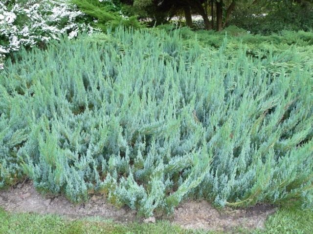 Можжевельник распростёртый, или Можжевельник горизонтальный (Juniperus horizontalis) Можжевельник распростёртый, или Можжевельник горизонтальный (Juniperus horizontalis)