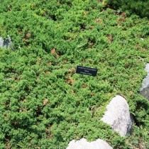 Можжевельник лежачий (Juniperus procumbens) Можжевельник лежачий (Juniperus procumbens)
