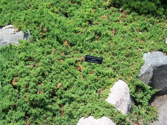 Можжевельник лежачий (Juniperus procumbens) Можжевельник лежачий (Juniperus procumbens)