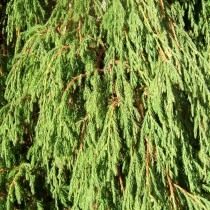 Можжевельник повислый, или Можжевельник отогнутый (Juniperus recurva)