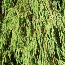 Можжевельник повислый, или Можжевельник отогнутый (Juniperus recurva) Можжевельник повислый, или Можжевельник отогнутый (Juniperus recurva)