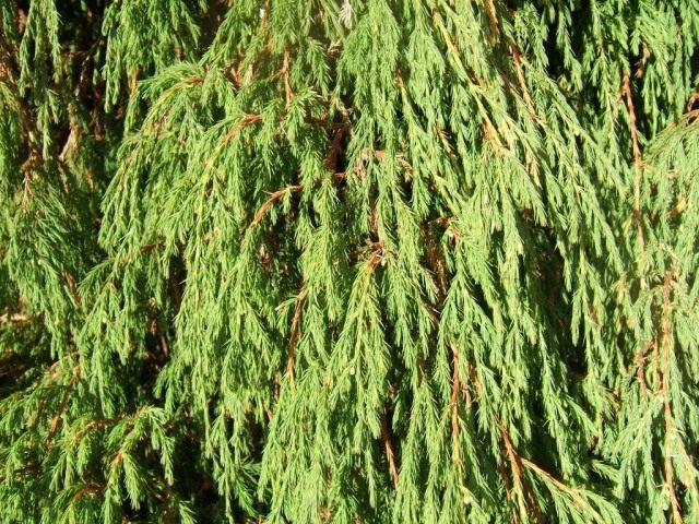 Можжевельник повислый, или Можжевельник отогнутый (Juniperus recurva) Можжевельник повислый, или Можжевельник отогнутый (Juniperus recurva)