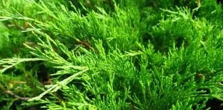 Можжевельник казацкий (Juniperus sabina)