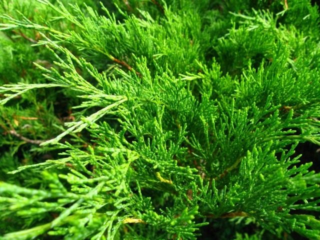 Можжевельник казацкий (Juniperus sabina) Можжевельник казацкий (Juniperus sabina)
