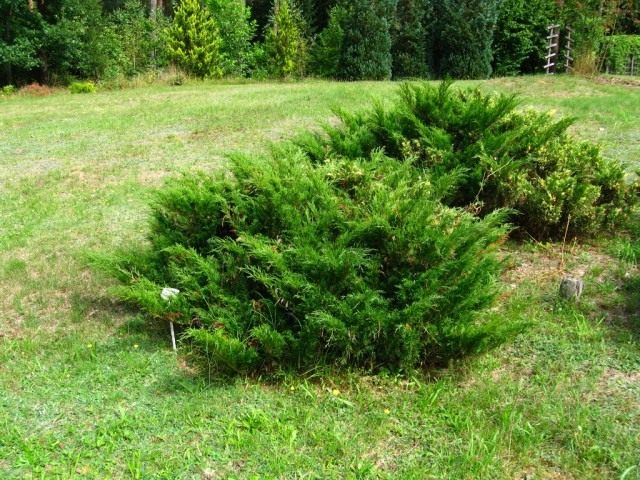 Можжевельник казацкий (Juniperus sabina) Можжевельник казацкий (Juniperus sabina)
