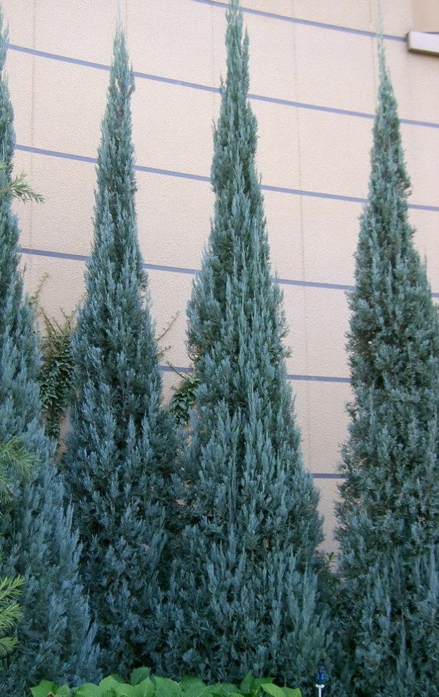 Можжевельник скальный (Juniperus scopulorum) Можжевельник скальный (Juniperus scopulorum)