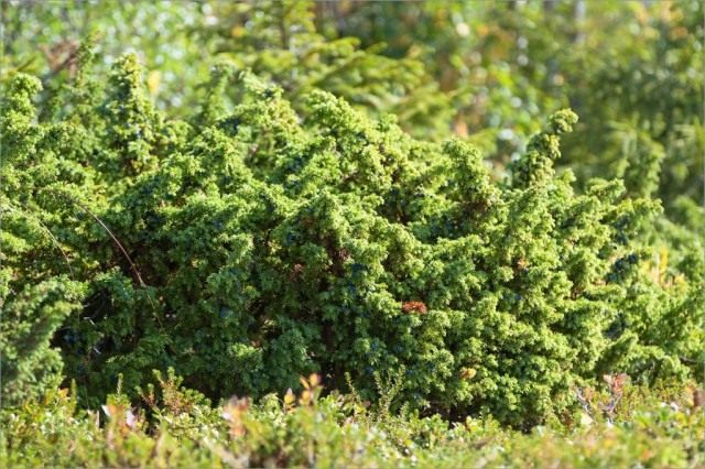 Можжевельник обыкновенный (Juniperus communis var. saxatilis) ранее выделяли как самостоятельный вид — Можжевельник сибирский (Juniperus sibirica) Можжевельник обыкновенный (Juniperus communis var. saxatilis) ранее выделяли как самостоятельный вид — Можжевельник сибирский (Juniperus sibirica)
