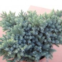 Можжевельник чешуйчатый (Juniperus squamata) Можжевельник чешуйчатый (Juniperus squamata)
