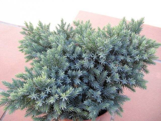 Можжевельник чешуйчатый (Juniperus squamata) Можжевельник чешуйчатый (Juniperus squamata)