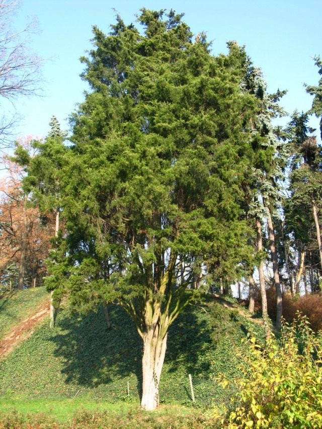 Можжевельник виргинский, или Можжевельник вирджинский (Juniperus virginiana) Можжевельник виргинский