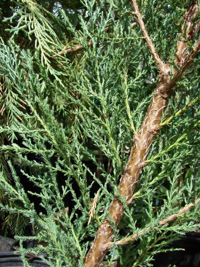 Можжевельник виргинский, или Можжевельник вирджинский (Juniperus virginiana) Можжевельник виргинский, или Можжевельник вирджинский (Juniperus virginiana)