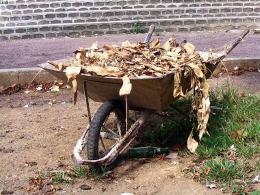 Опавшие листья (Leaf litter)