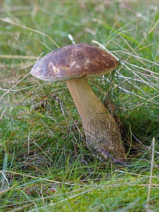 Подберёзовик обыкновенный (Birch bolete)