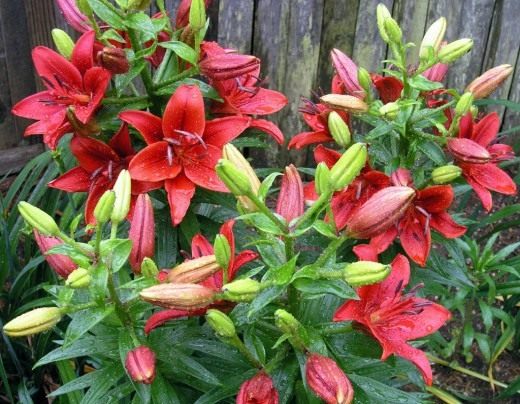 Лилия Азиатский гибрид (Lily Asiatic Hybrid)