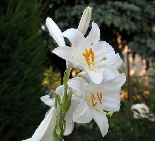 Лилия Белоснежный гибрид - Кандидум гибрид (Lily Candidum Hybrid) Лилия Белоснежный гибрид - Кандидум гибрид (Lily Candidum Hybrid)
