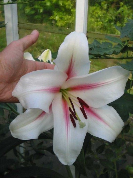 Лилия Восточный гибрид - Ориентали (Lily Oriental Hybrid)