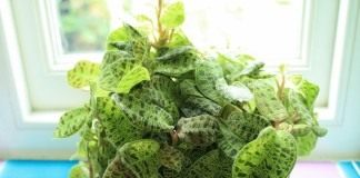 Драгоценная орхидея макодес петола (Macodes Petola)