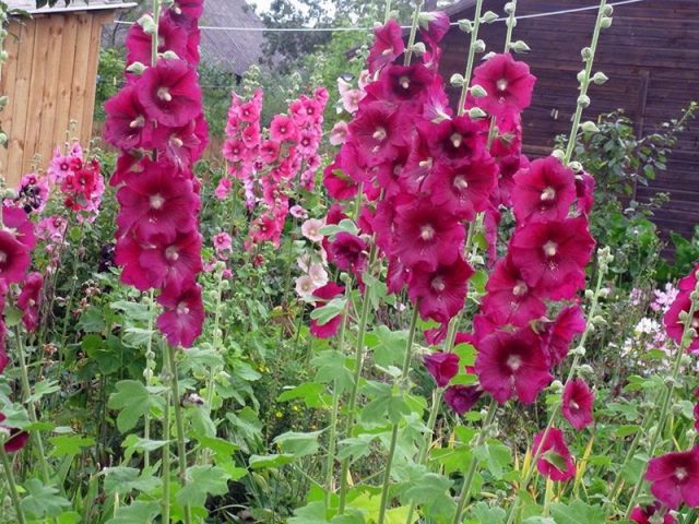 Мальва (Malva) Мальва (Malva)