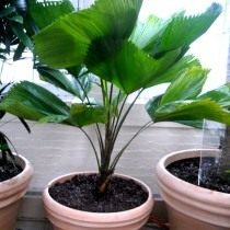 Пальма Ликуала большая (Licuala grandis) Пальма Ликуала большая (Licuala grandis)