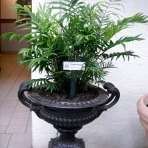 Хамедорея изящная (Chamaedorea elegans) Пальма Хамедорея изящная (Chamaedorea elegans)