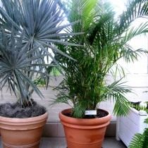 Дипсис желтоватый (Dypsis lutescens) Дипсис желтоватый (Dypsis lutescens)