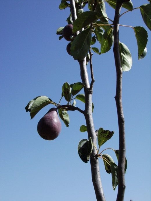 Груша (Pear)