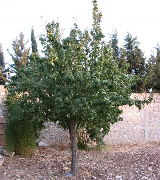 Груша (Pear)