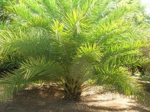 Финиковая пальма (Phoenix palm)