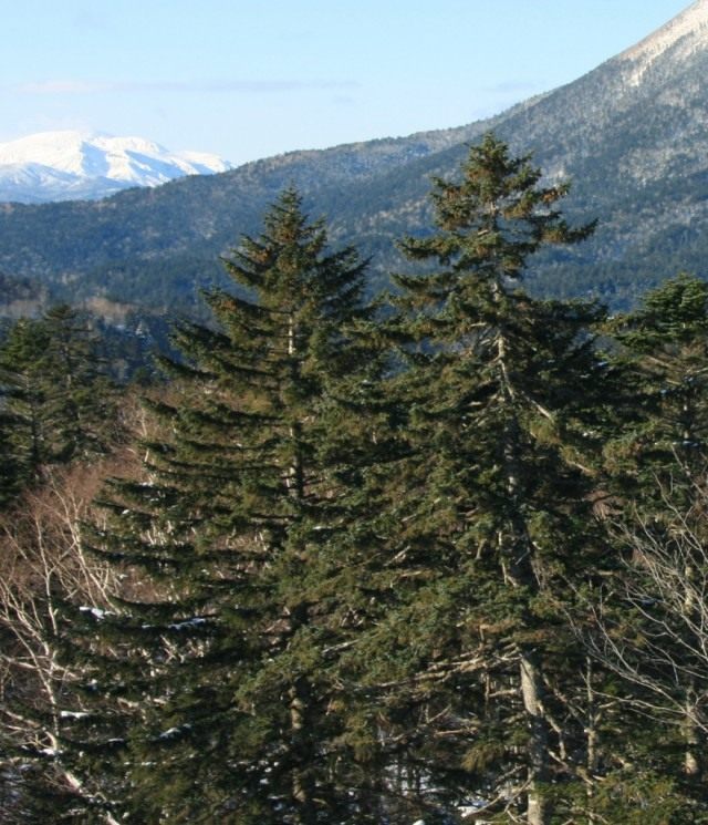 Ель аянская Ель аянская