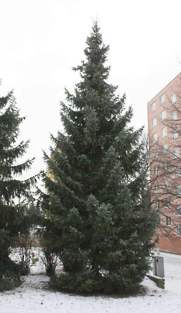 Ель сербская, или Балканская ель Ель сербская, или Балканская ель