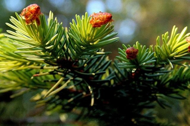 Ветвь ели ситхинской Ветвь ели ситхинской