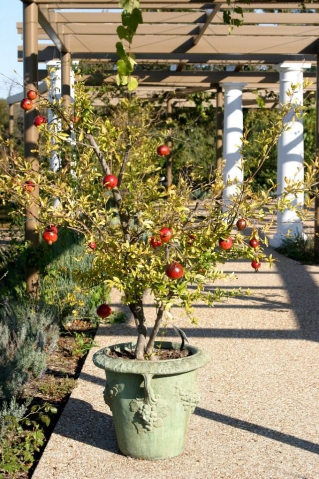 Гранат обыкновенный (Punica granatum) Гранат обыкновенный (Punica granatum)